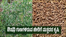 ಔಷಧಿ ಗುಣಗಳಿರುವ ಜೀರಿಗೆ ಮತ್ತದರ ಬೇಸಾಯದ ಮಾಹಿತಿ