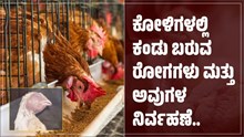 ಕೋಳಿಗಳಲ್ಲಿ ಕಂಡು ಬರುವ ರೋಗಗಳು ಮತ್ತು ಅವುಗಳ ನಿರ್ವಹಣೆ.. 
