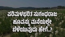 ಪರಿಮಳಭರಿತ ಸುಗಂಧರಾಜ ಹೂವನ್ನು ಮನೆಯಲ್ಲೇ ಬೆಳೆಯುವುದು ಹೇಗೆ..? ಪರಿಮಳಭರಿತ ಸುಗಂಧರಾಜ ಹೂವನ್ನು ಮನೆಯಲ್ಲೇ ಬೆಳೆಯುವುದು ಹೇಗೆ..?
