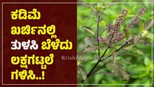 ಕಡಿಮೆ ಖರ್ಚಿನಲ್ಲಿ ತುಳಸಿ ಬೆಳೆದು ಲಕ್ಷಗಟ್ಟಲೆ ಗಳಿಸಿ..! ಇಲ್ಲಿದೆ ವಿವರ