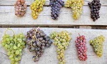 ಅತಿ ಹೆಚ್ಚು ಇಳುವರಿ ನೀಡುವ ದ್ರಾಕ್ಷಿ ತಳಿಗಳು ಯಾವುವು ಗೊತ್ತಾ..?